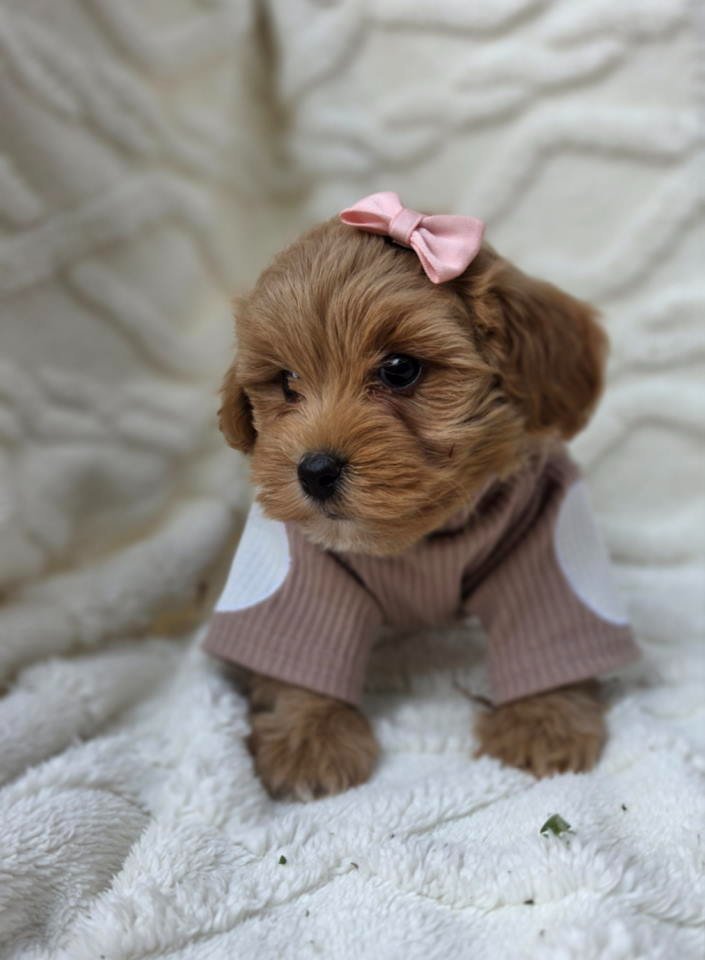 Maltipoo nove bebe