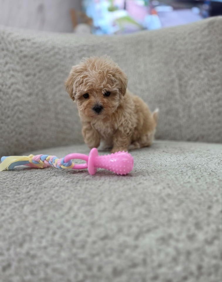 Maltipoo nove bebe