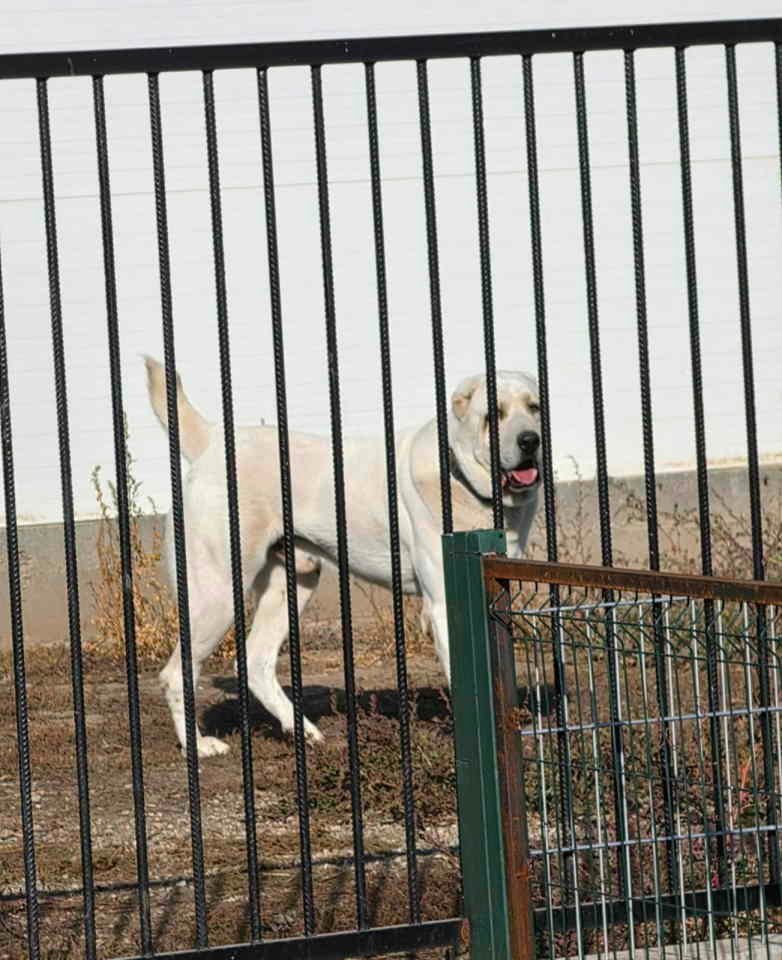 Vrhunski A Z I J A T  za parenje Azijat 3 godine
