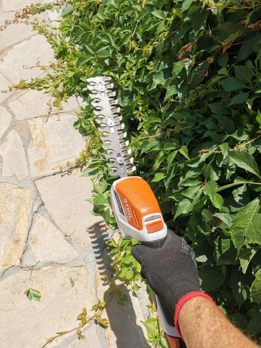 Šišanje žive ograde i puzavica