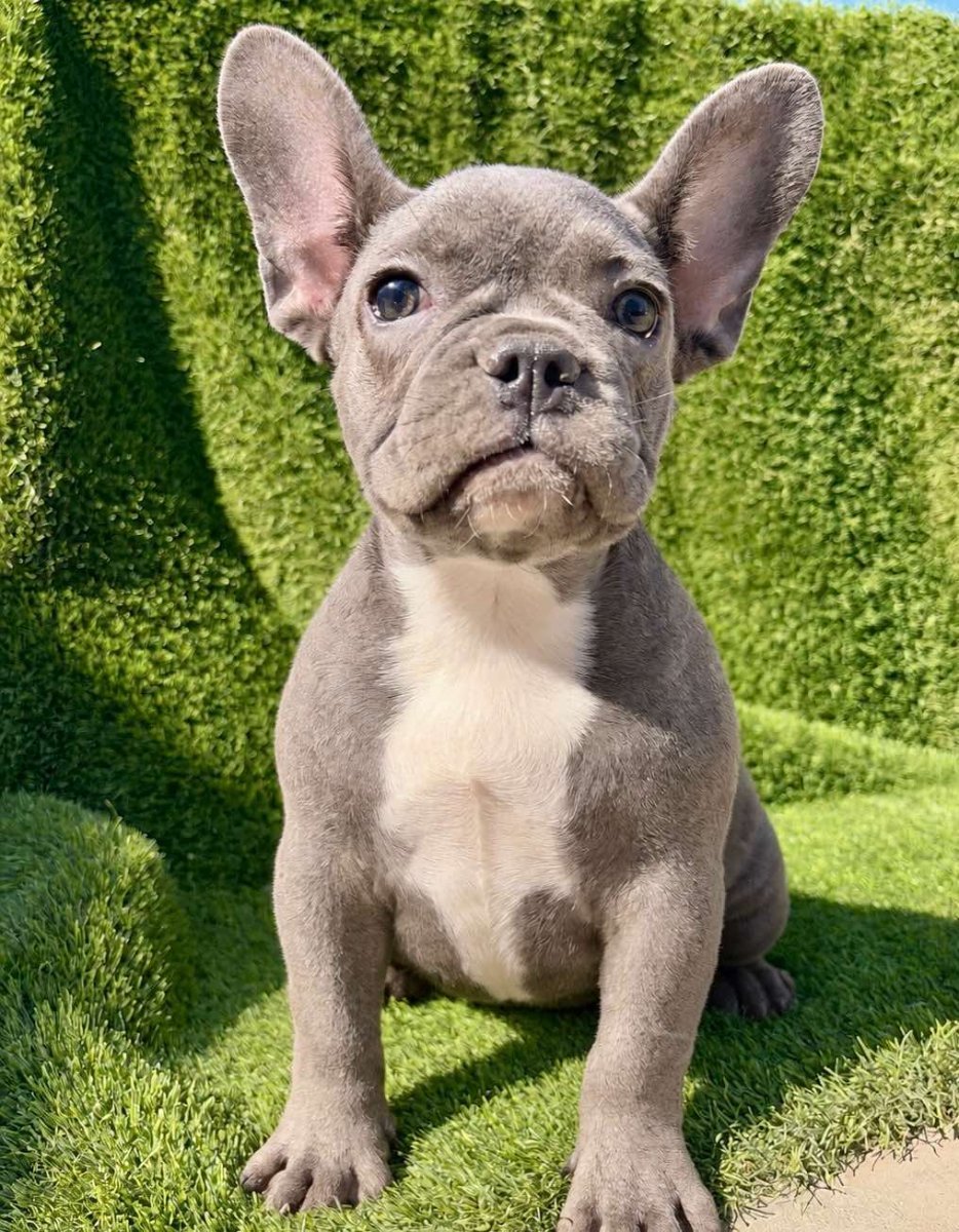 Francuski Buldog prelepi štenci