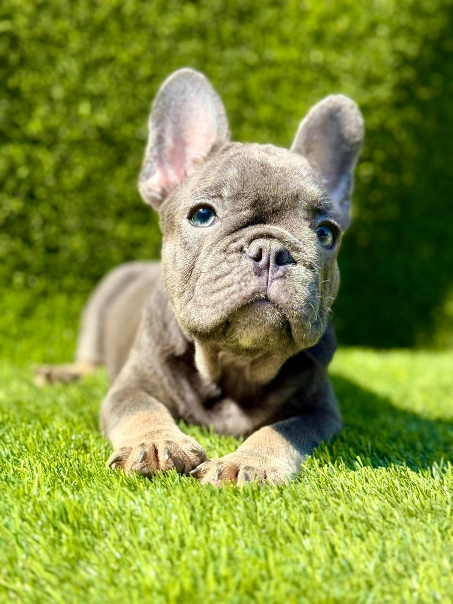 Francuski Buldog prelepi štenci