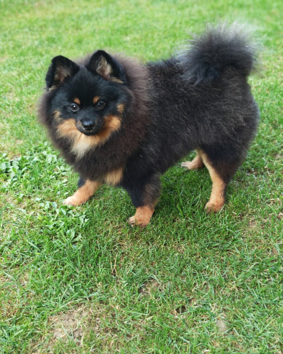 Pomeranski spic muzjak