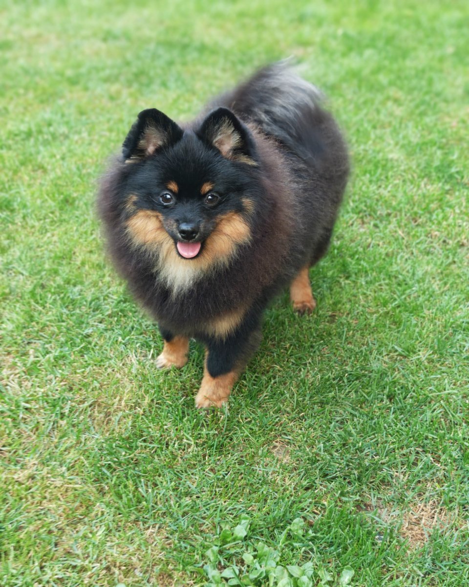 Pomeranski spic muzjak