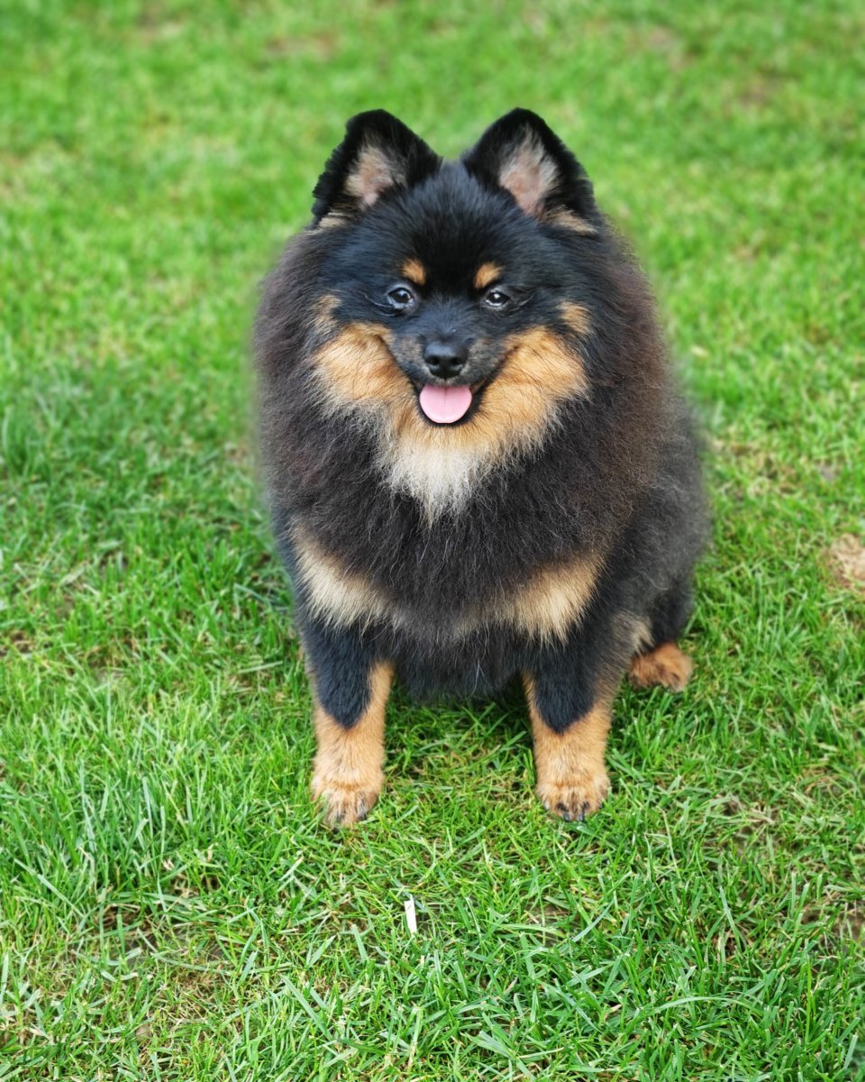 Pomeranski spic muzjak