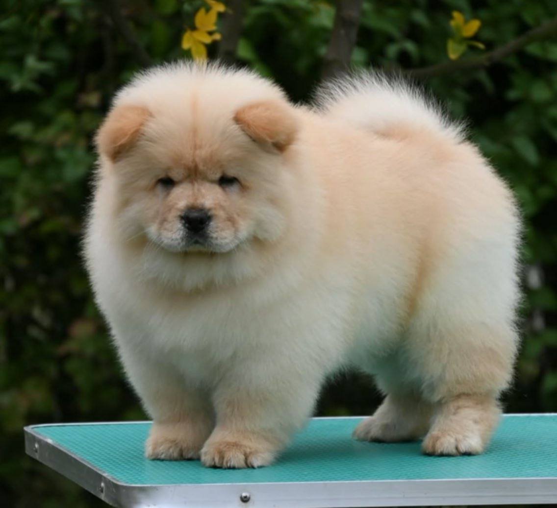 Chow Chow Čau Čau štenci