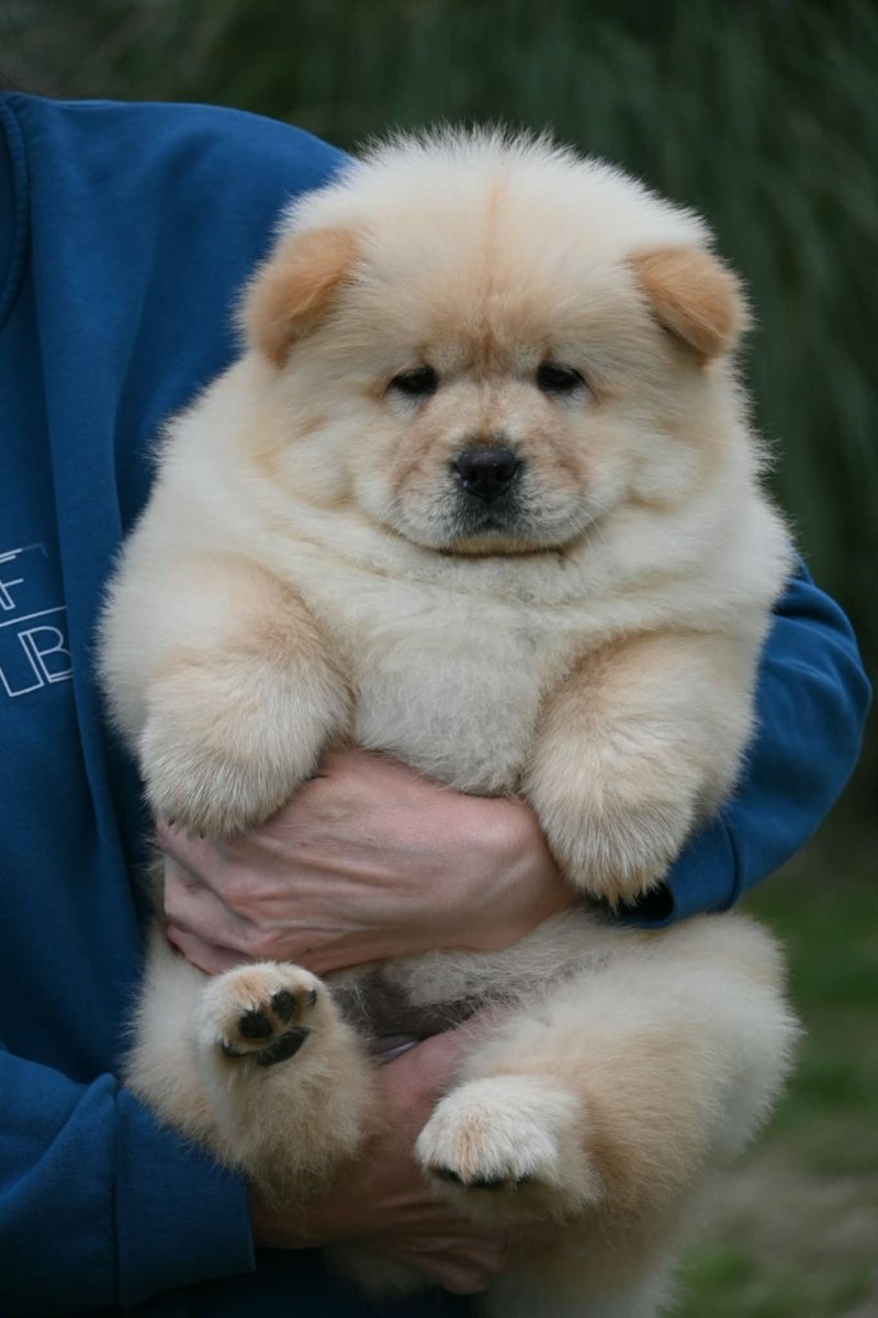 Chow Chow Čau Čau štenci