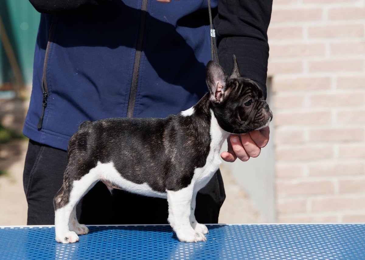 French bulldog