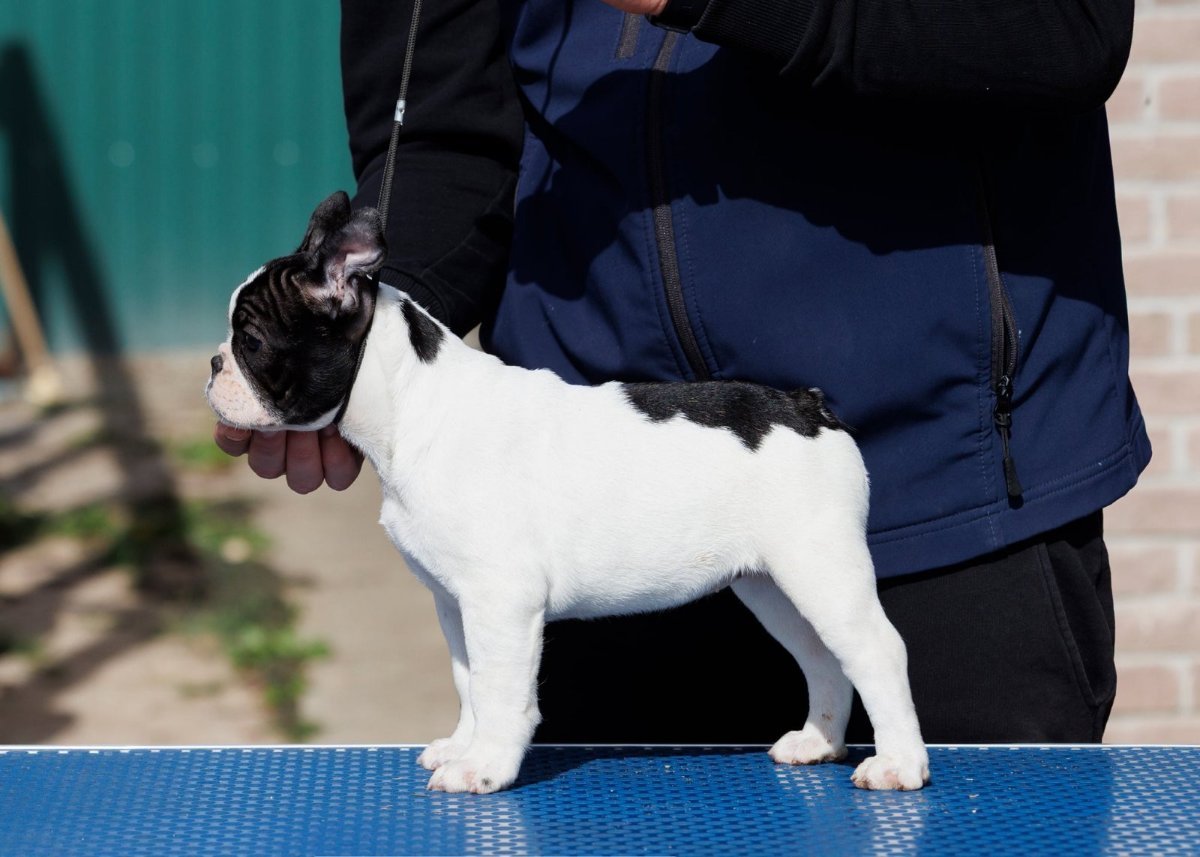 French bulldog