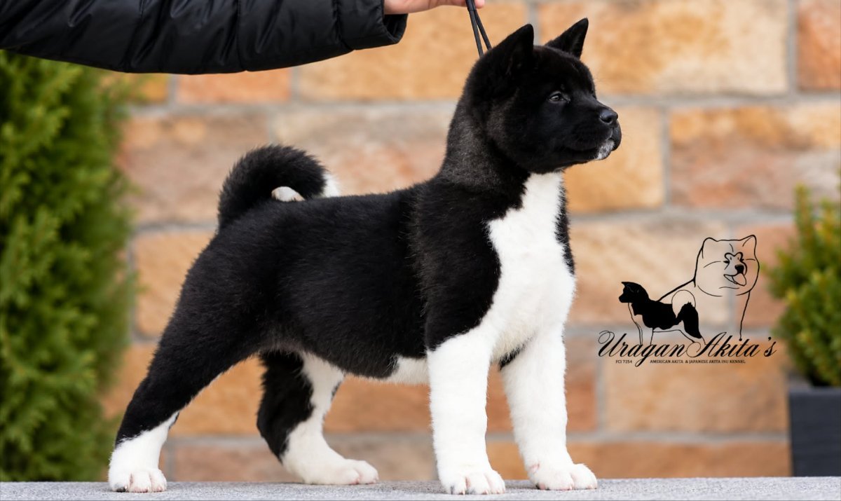 Američka akita, štenad oba pola