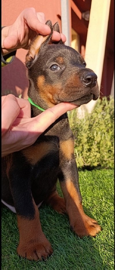 Doberman štenci