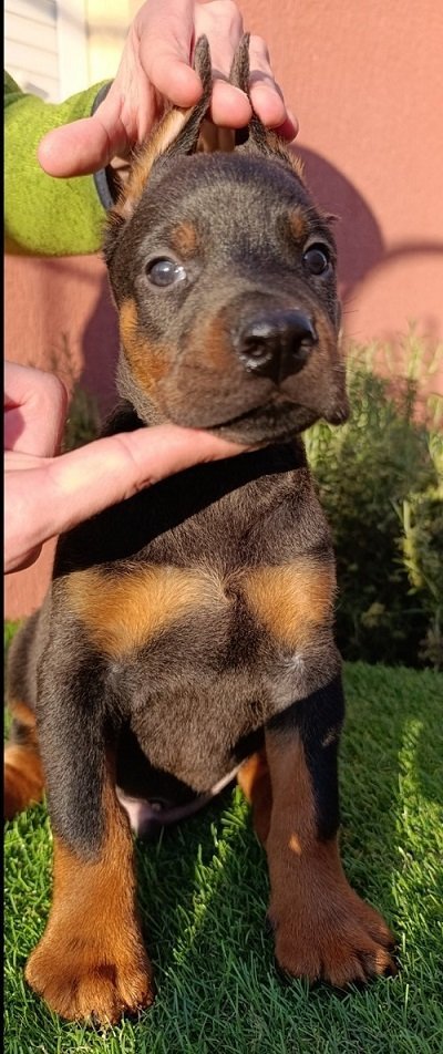 Doberman štenci