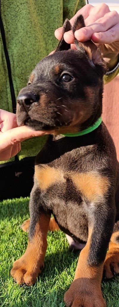 Doberman štenci