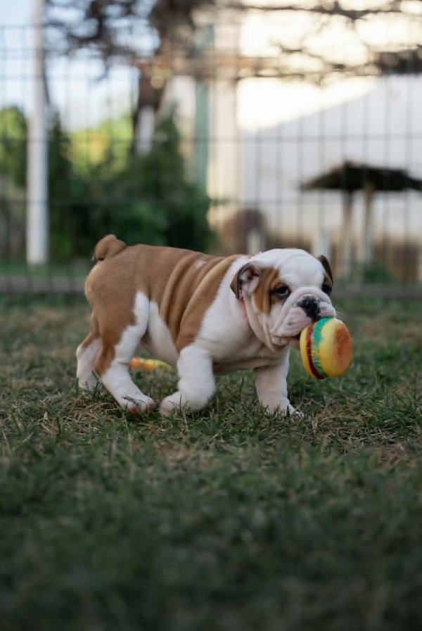 Engleski buldog štenci