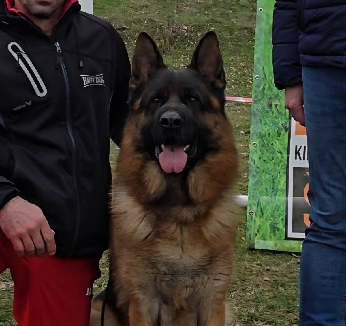 Nemacki ovcar