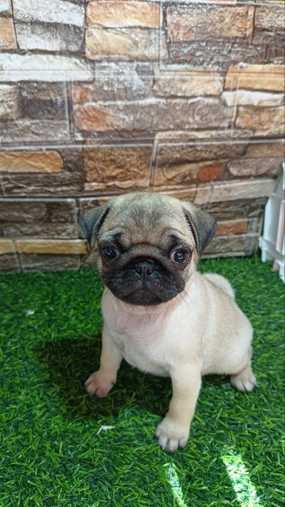 Mops, žensko štene