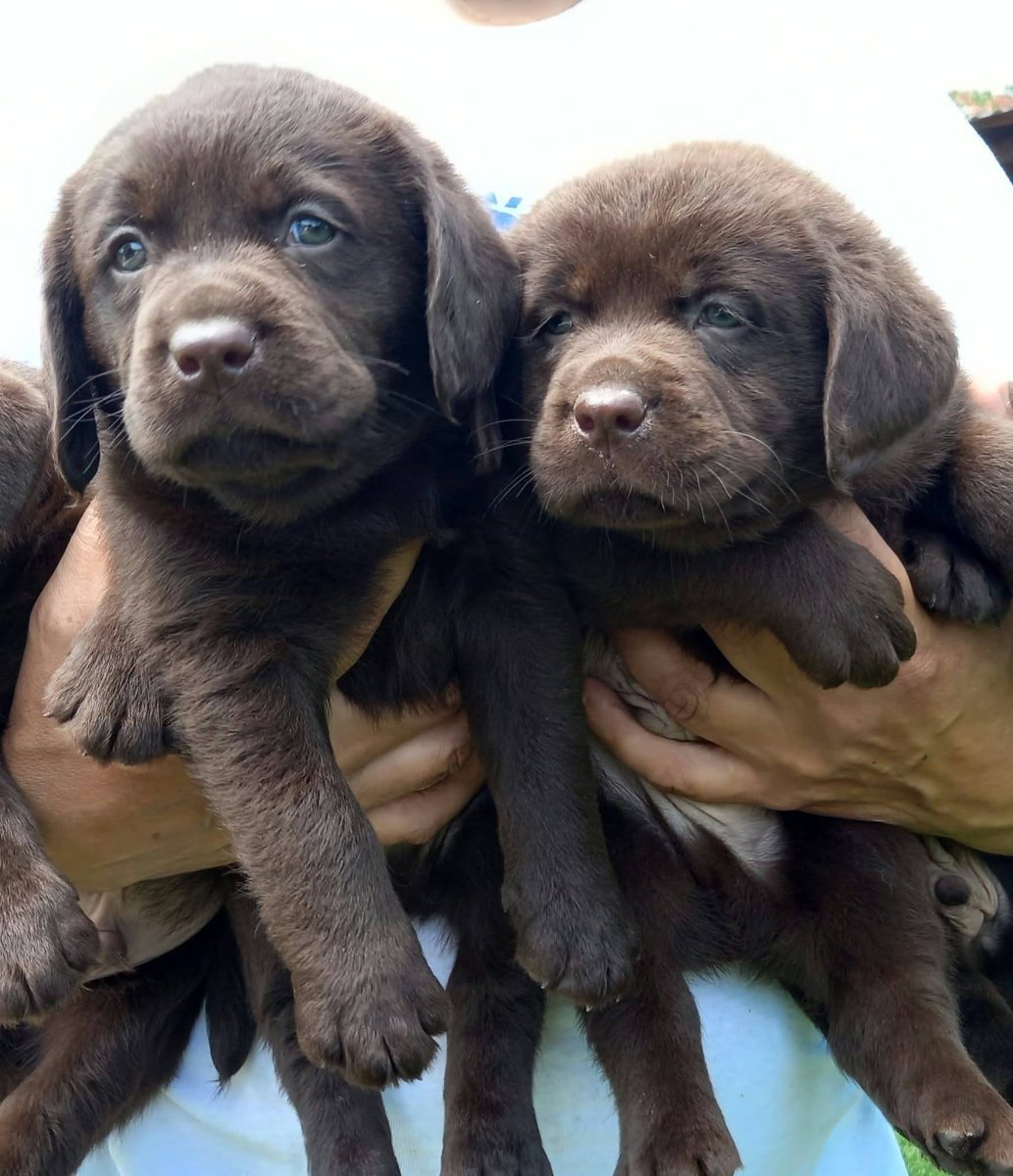 Čokoladni Labrador Retriver štenci