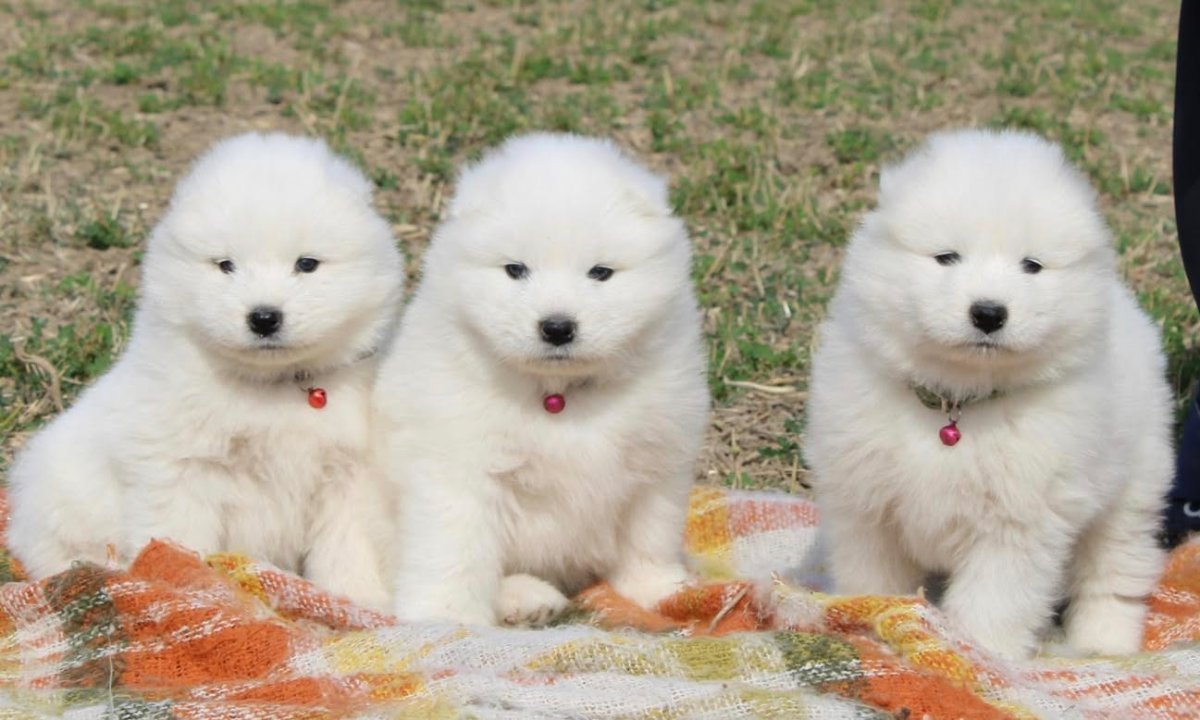 Samojed prelepi štenci