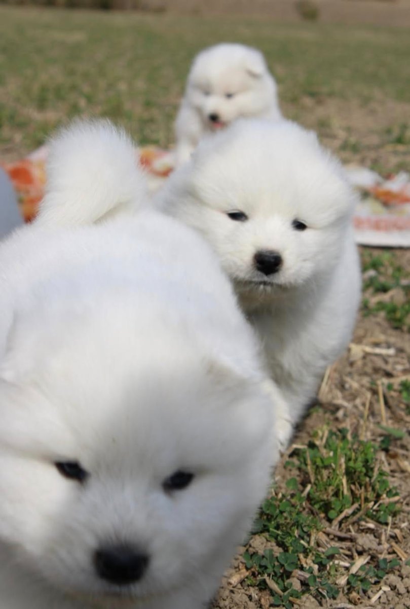 Samojed prelepi štenci