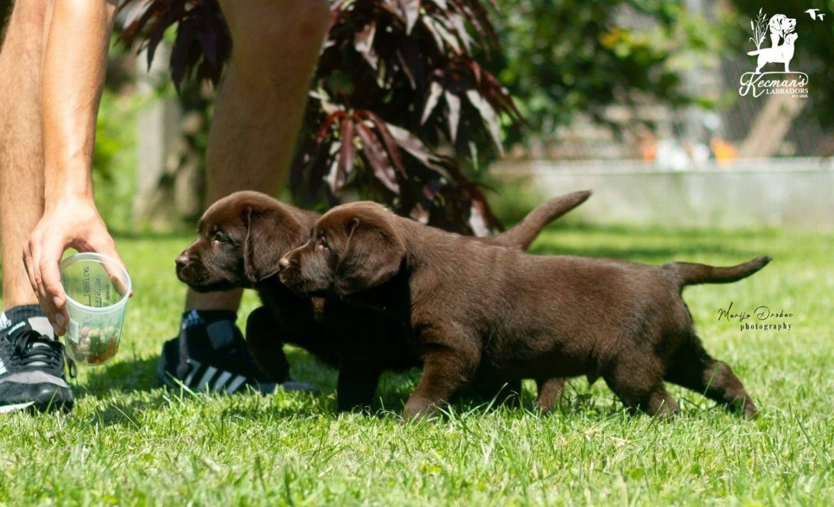 Čokoladni Labrador Retriver štenci