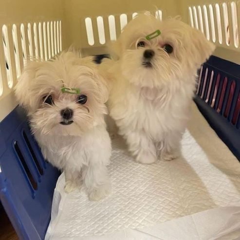 Zdravé šteniatka maltézskeho psíka na adopciu