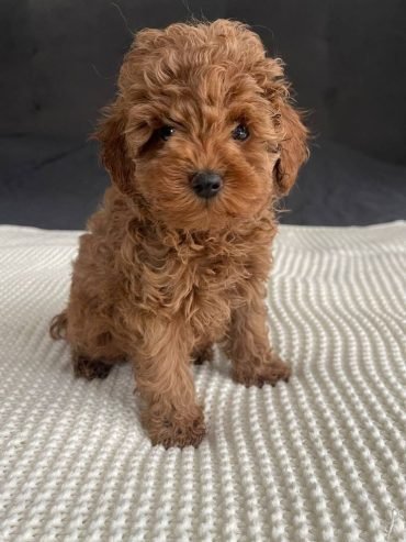 Zdravé šteniatka pudla (veľkosť „teacup“) na adopciu