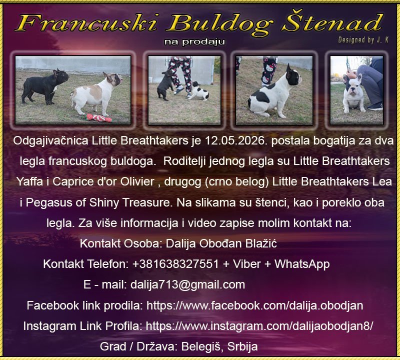 Francuski Buldog