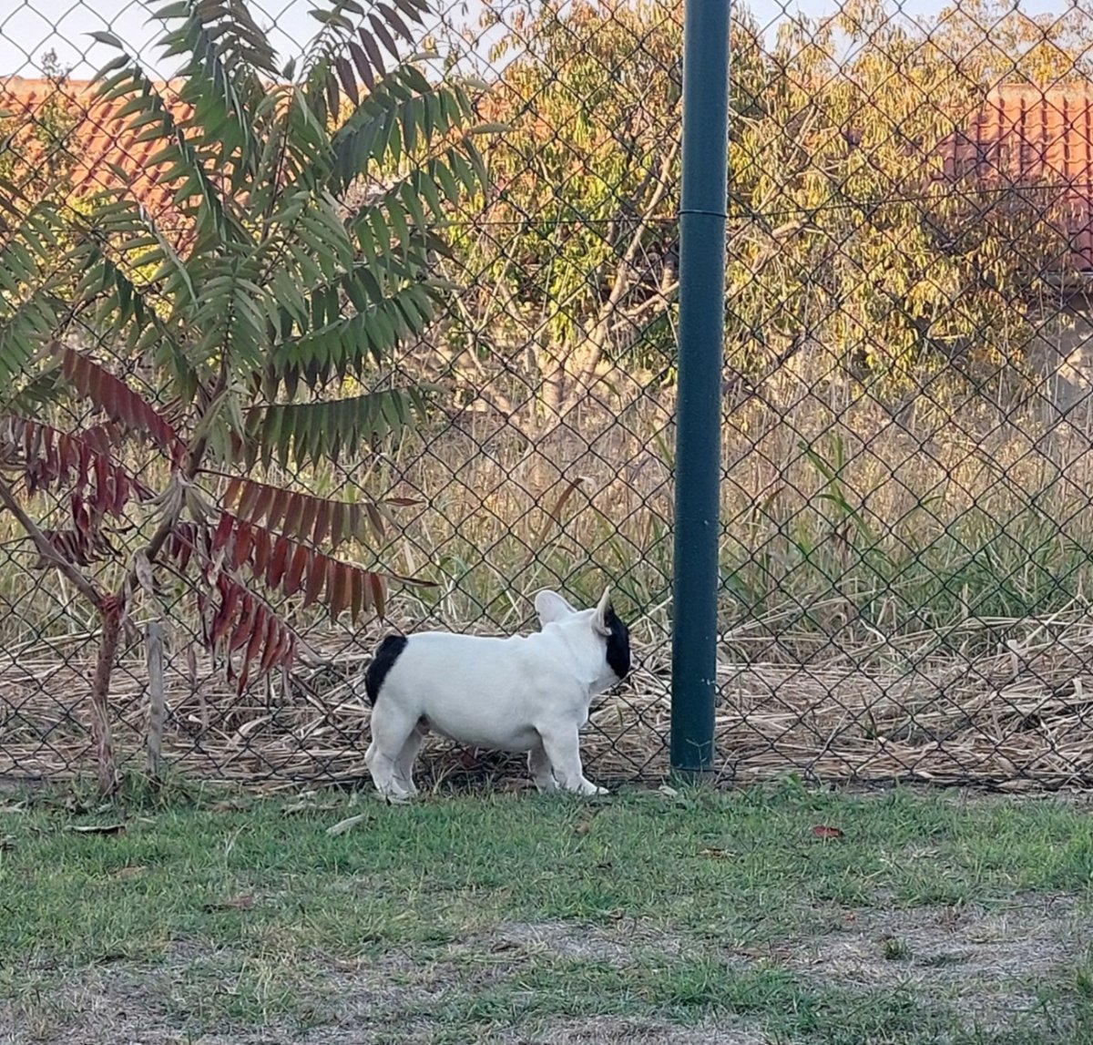 Francuski Buldog
