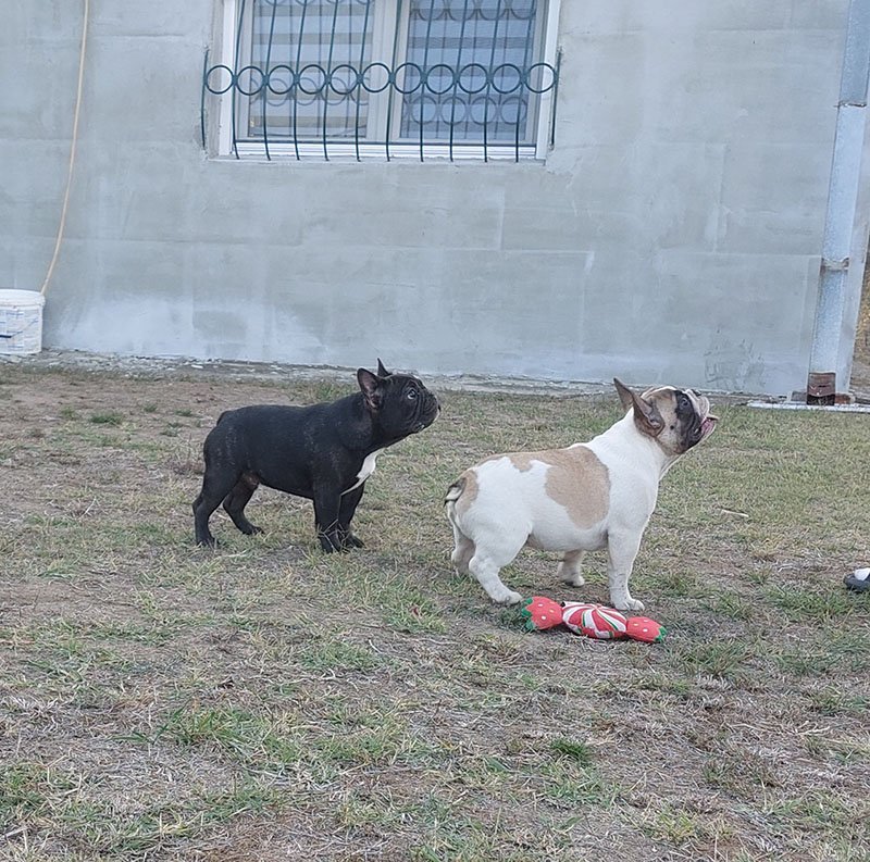 Francuski Buldog