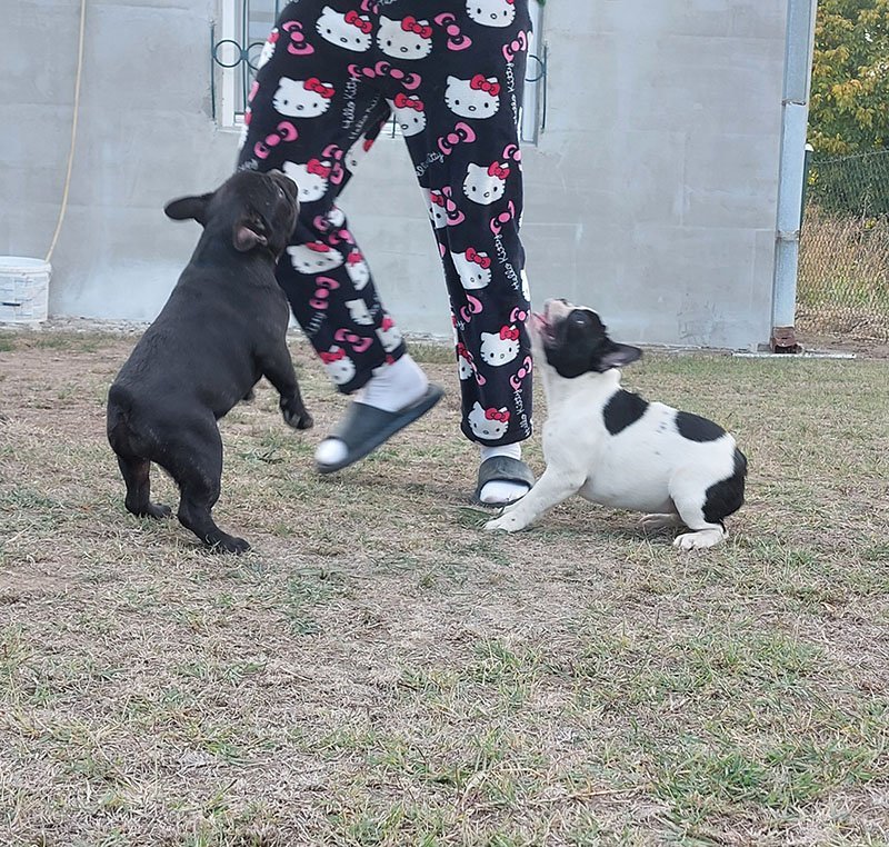 Francuski Buldog