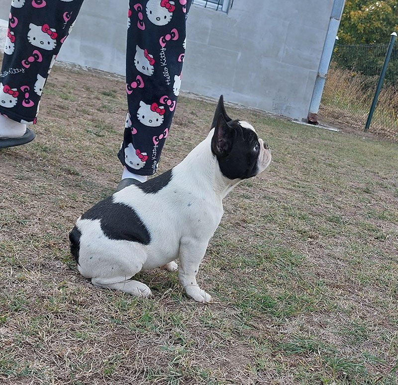 Francuski Buldog