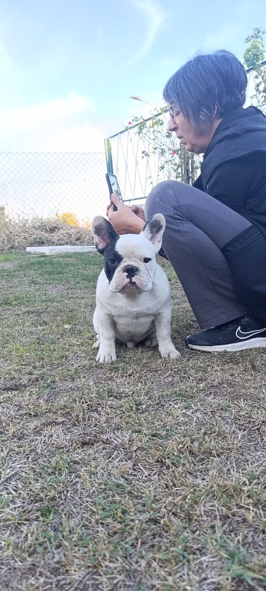 Francuski Buldog