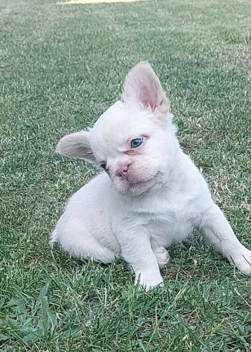 Francuski buldog stenci fluffy