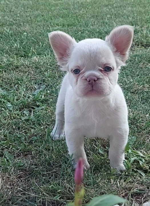 Francuski buldog stenci fluffy