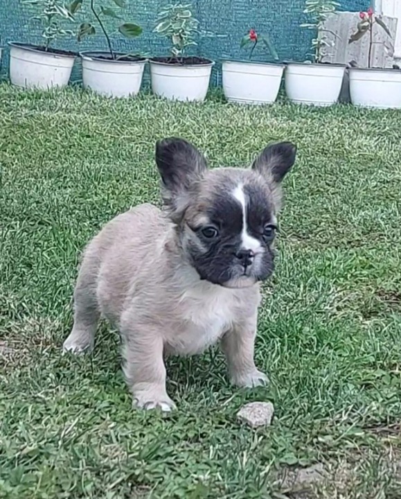 Francuski buldog stenci fluffy