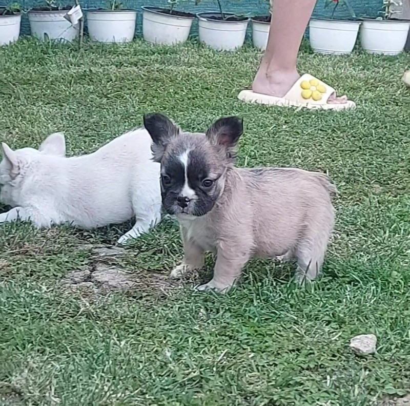 Francuski buldog stenci fluffy