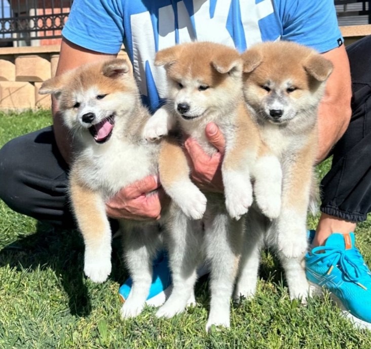 Stenci akita inu-Japanski