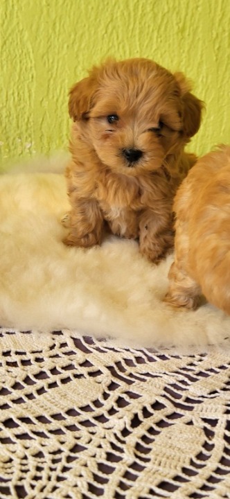 Mini Maltipoo štenci