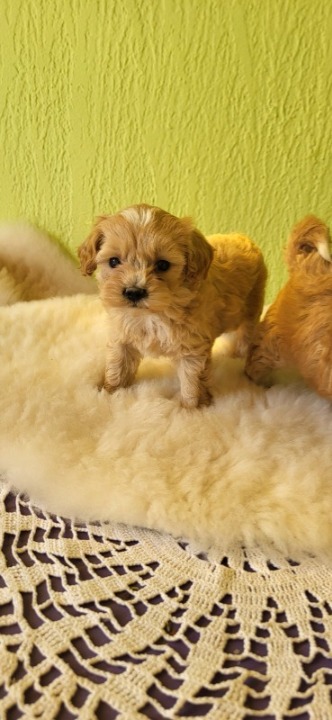 Mini Maltipoo štenci