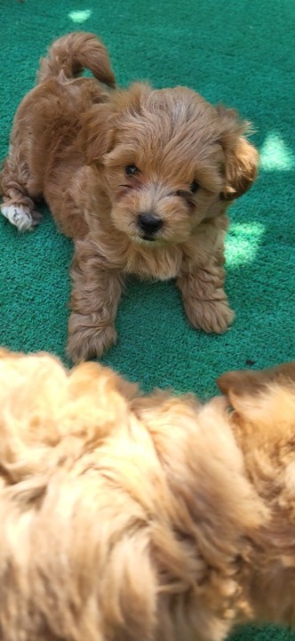 Mini Maltipoo štenci