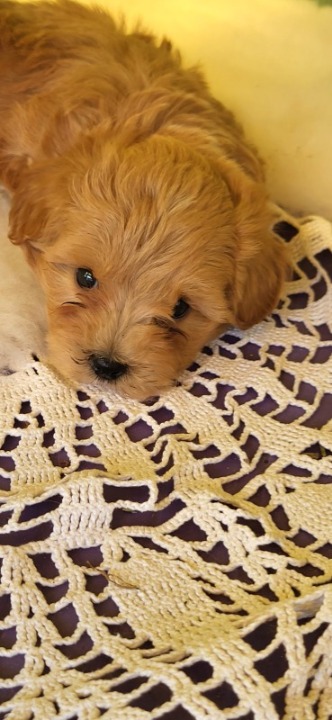 Mini Maltipoo štenci