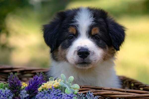 Border koli - Border collie, štenad 