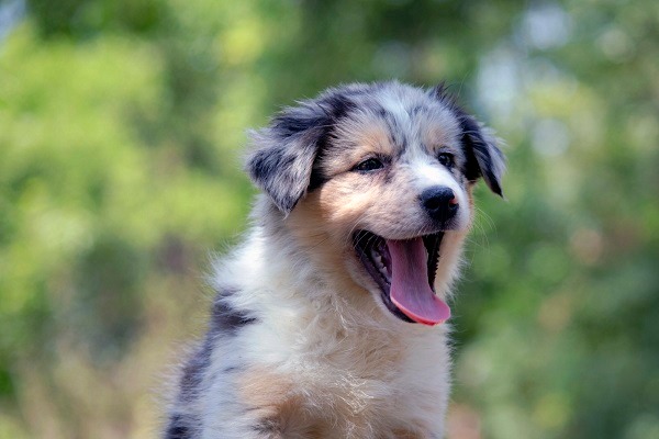 Border koli - Border collie, štenad 