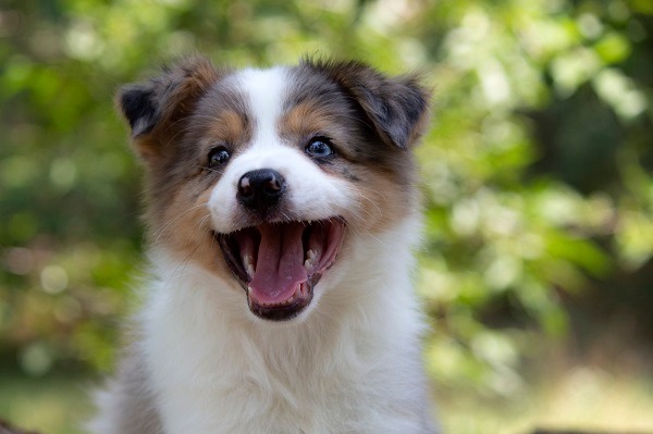 Border koli - Border collie, štenad 