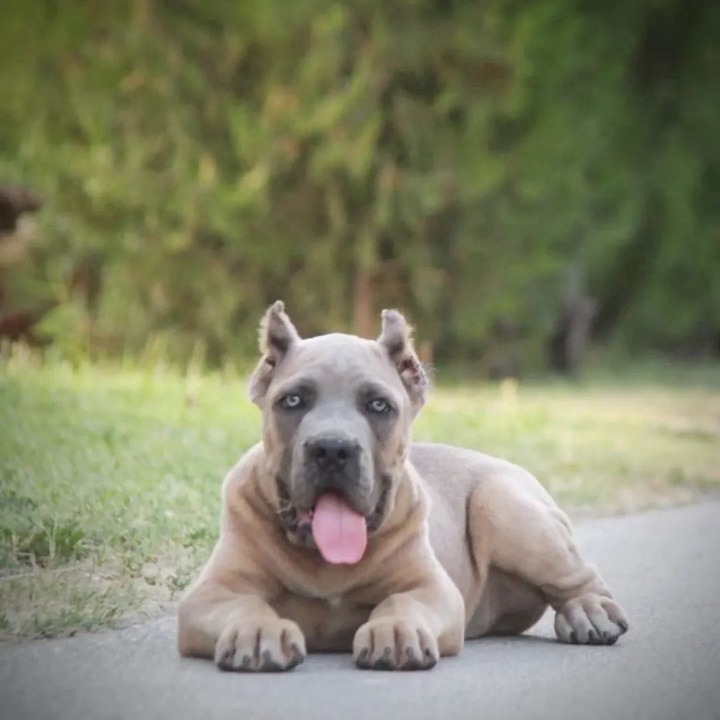 Cane Corso vrhunski štenci