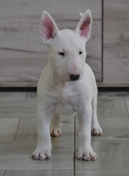 BULL TERRIJERI 