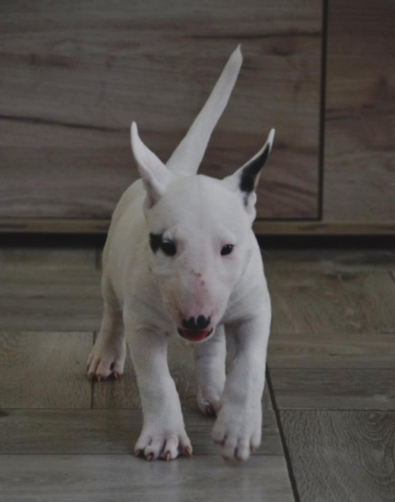 BULL TERRIJERI 