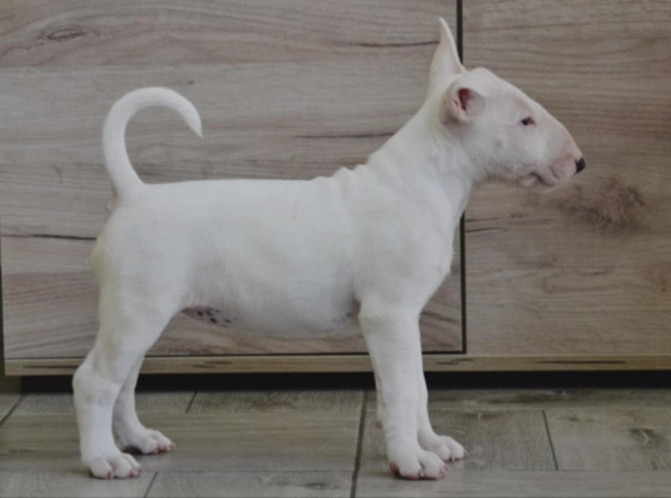 BULL TERRIJERI 