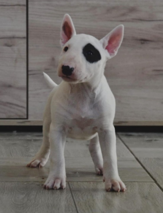 BULL TERRIJERI 