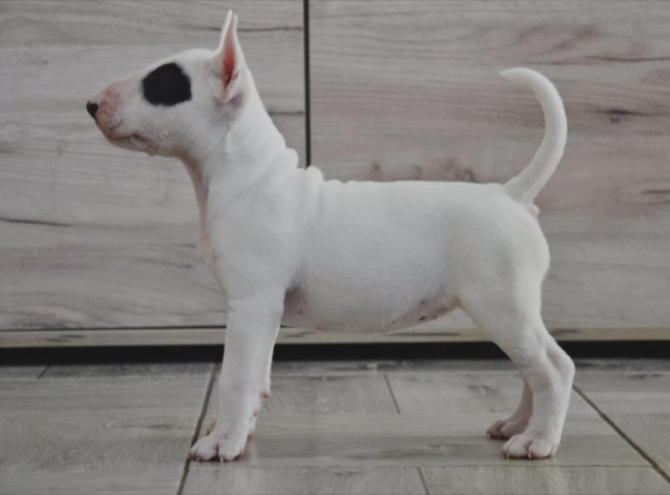 BULL TERRIJERI 